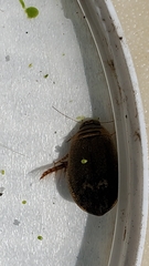 Acilius abbreviatus