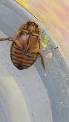 Acilius abbreviatus
