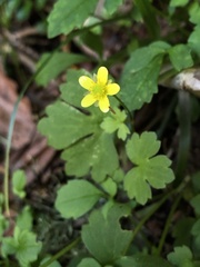 Ranunculus taisanensis
