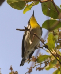 Setophaga dominica