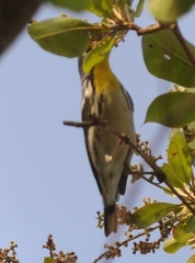 Setophaga dominica