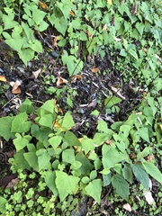 Notoseris melanantha