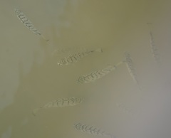 Selenotoca multifasciata