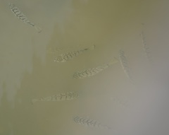 Selenotoca multifasciata