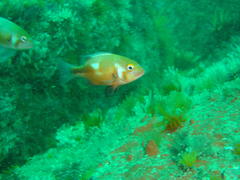 Chrysoblephus laticeps