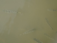 Selenotoca multifasciata