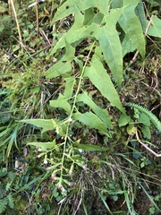 Parasenecio nokoensis