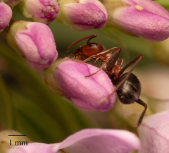 Formica obtusopilosa