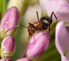 Formica obtusopilosa