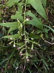 Parasenecio nokoensis