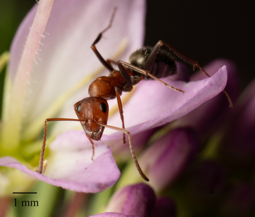 Blunt-haired Mound Ant photo 3