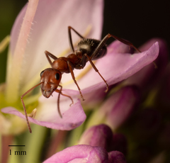 Formica obtusopilosa