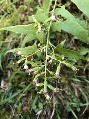 Parasenecio nokoensis