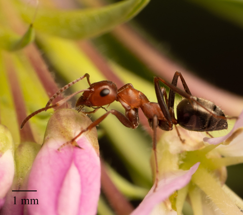 Blunt-haired Mound Ant photo 4