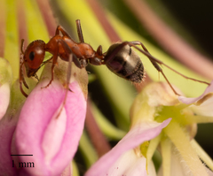 Formica obtusopilosa