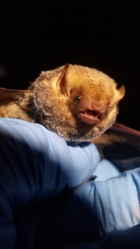 Seminole Bat photographed in Maryland