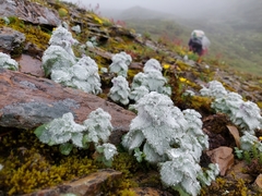 Eriophyton wallichii