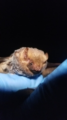 Lasiurus seminolus