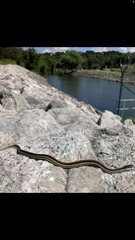Thamnophis sirtalis annectens