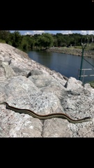 Thamnophis sirtalis annectens