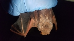 Lasiurus seminolus
