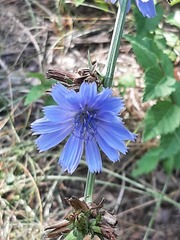 Cichorium intybus