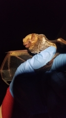 Lasiurus seminolus