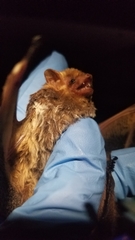 Lasiurus seminolus