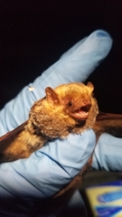 Lasiurus seminolus