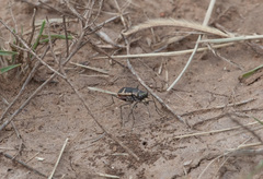 Cicindela schauppii