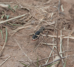 Cicindela schauppii