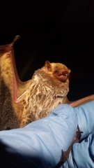 Lasiurus seminolus