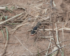 Cicindela schauppii