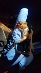 Lasiurus seminolus