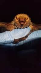 Lasiurus seminolus