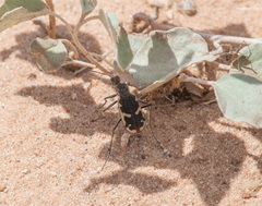 Cicindela schauppii