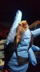 Lasiurus seminolus