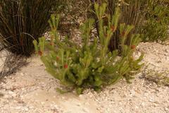 Leucadendron teretifolium