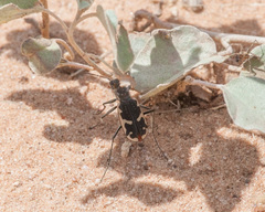 Cicindela schauppii