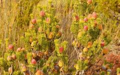 Leucadendron teretifolium