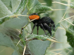 Phidippus ardens