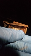 Lasiurus seminolus