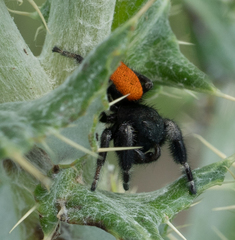 Phidippus ardens