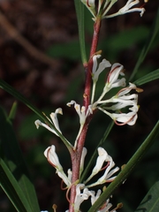 Hakea eriantha