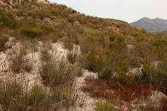 Leucadendron teretifolium