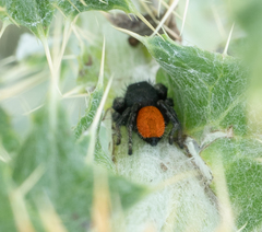 Phidippus ardens