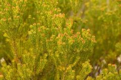 Leucadendron teretifolium
