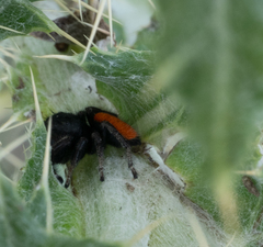 Phidippus ardens