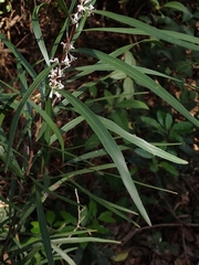 Hakea eriantha