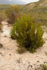 Leucadendron teretifolium